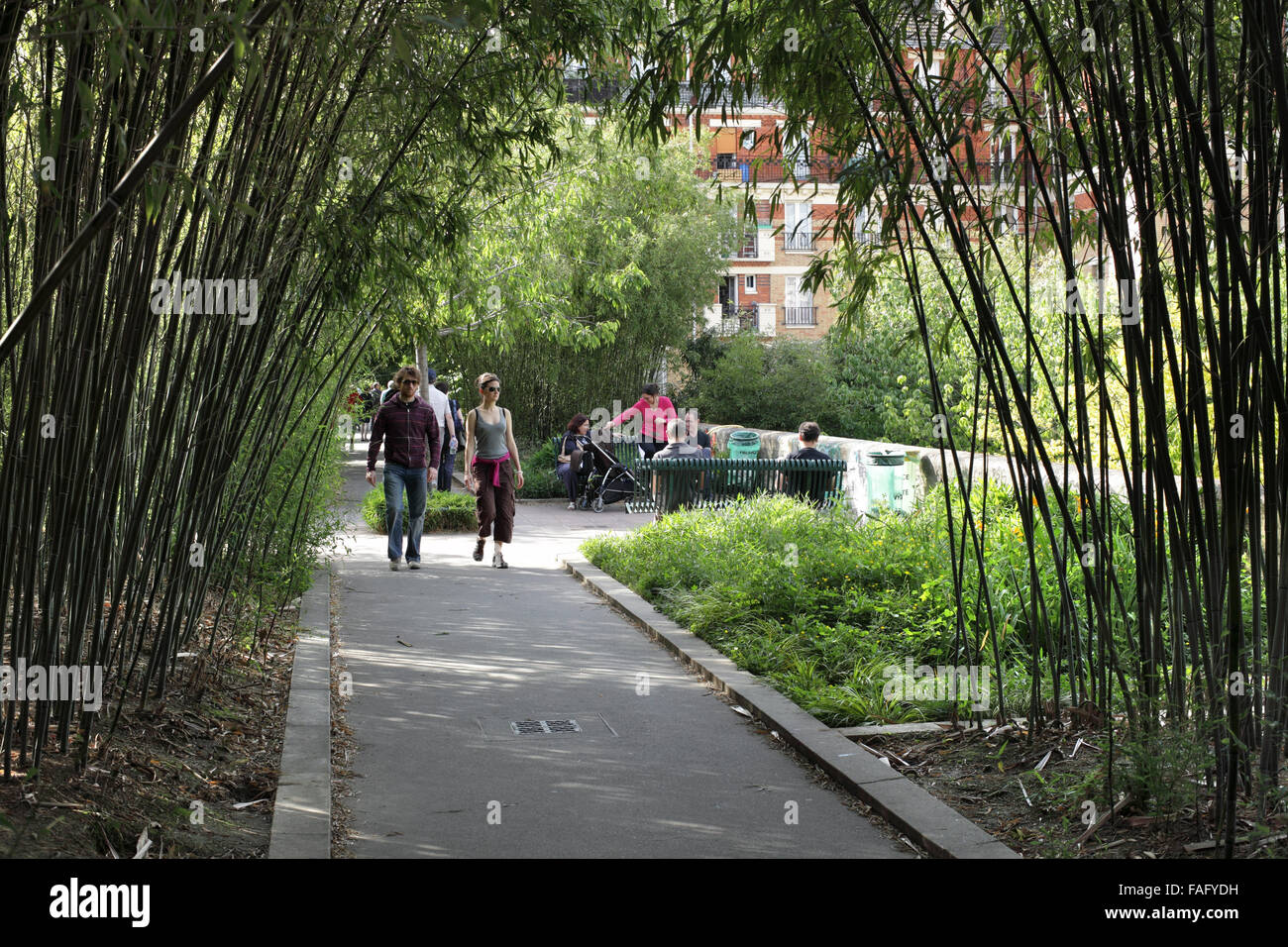 Un bosquet du bambou sur la promenade plantée, Paris. (Une ancienne ligne de chemin de fer transformé en un itinéraire piéton paysagé.) Banque D'Images