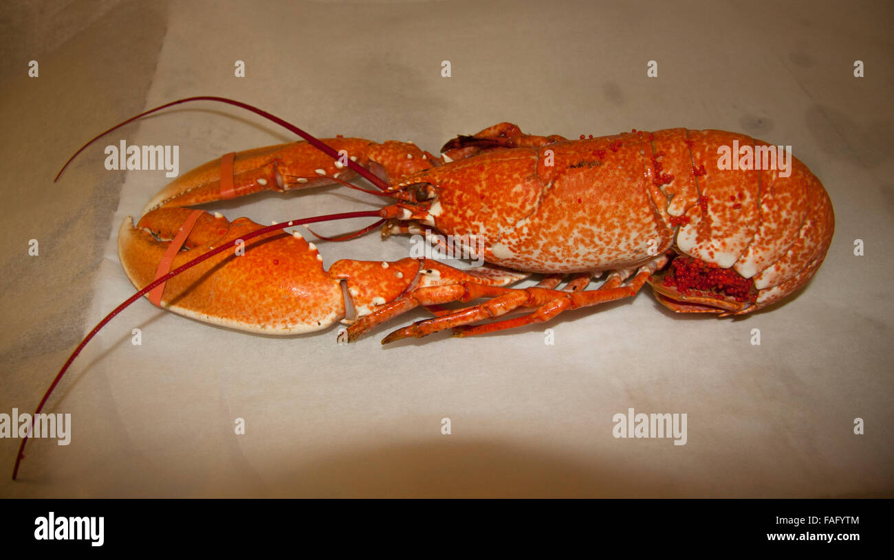 Un homard dans une poissonnerie avec pinces lié pour la sécurité Banque D'Images