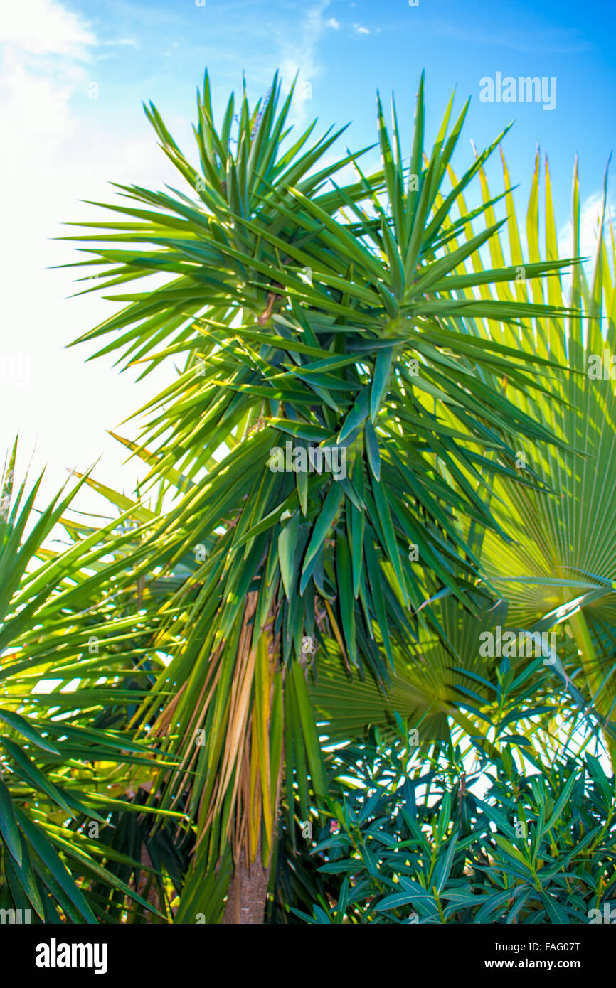 Graines de cactus et de feuilles de palmier - Tenerife, Espagne Banque D'Images