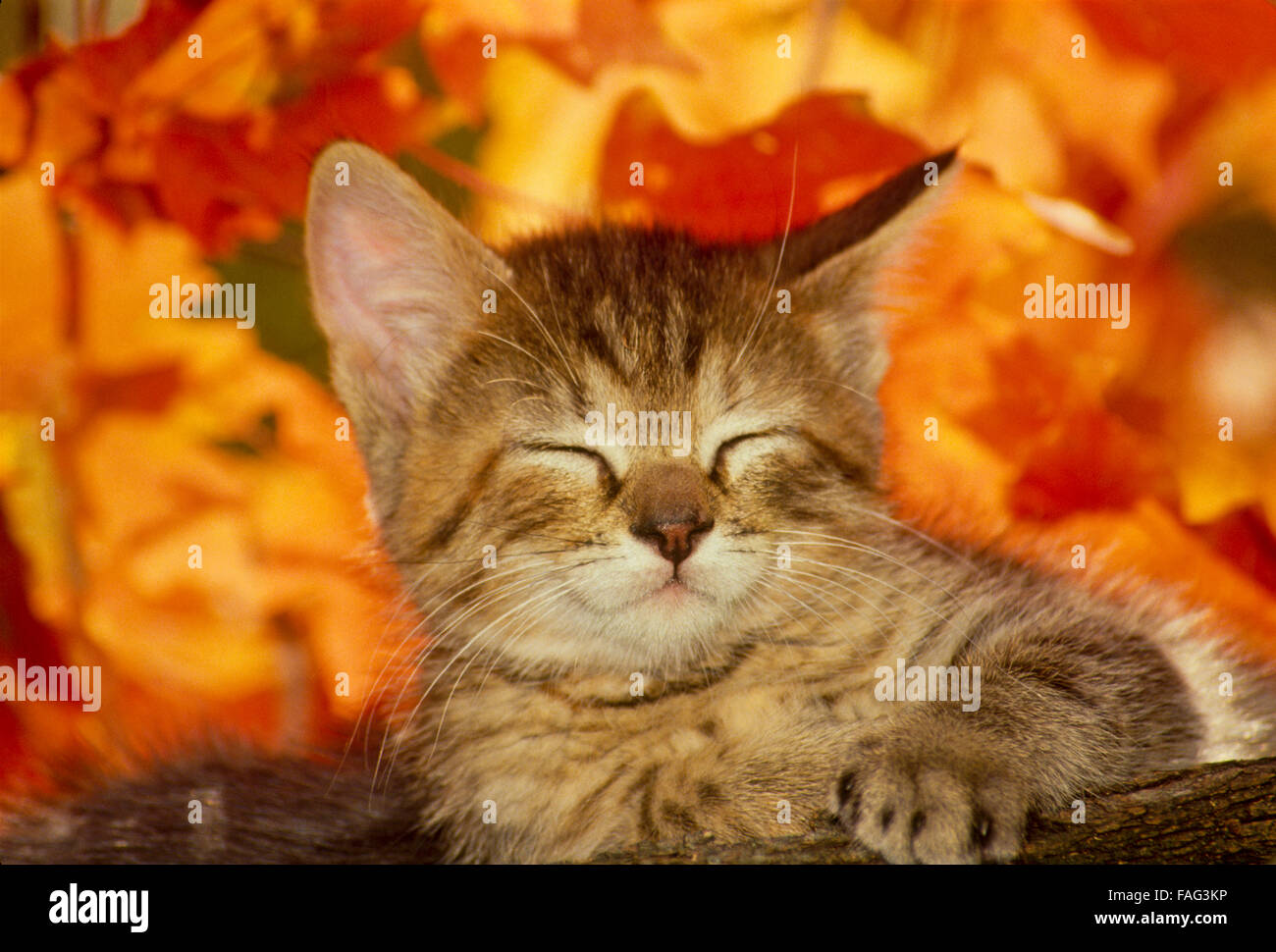 Dépouillé tabby kitten somnoler en face d'orange automne feuilles d'érable, USA Banque D'Images