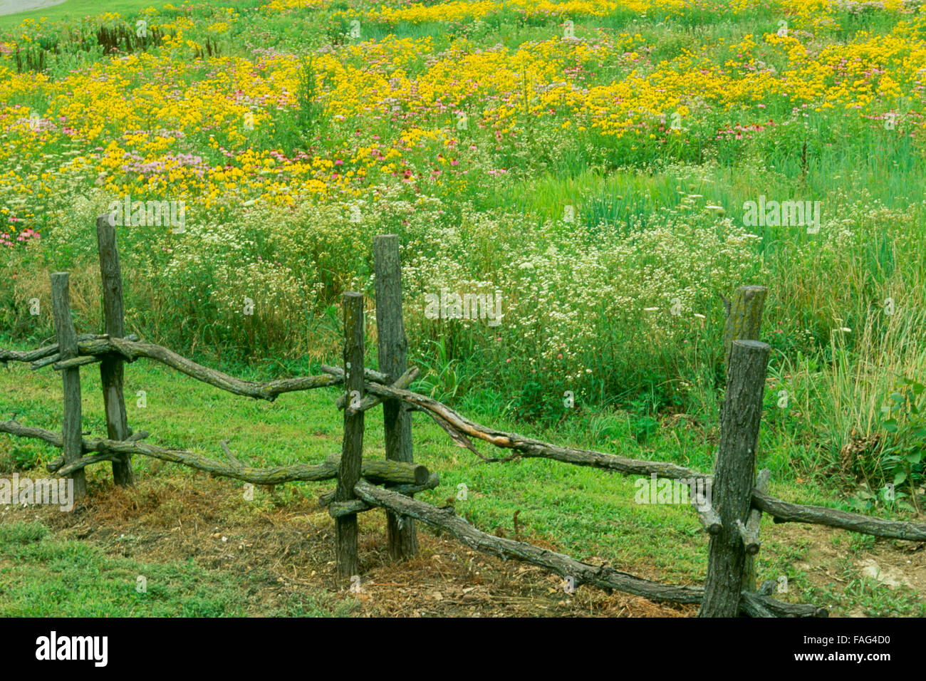 Handmade split clôture frontières domaine de blooming wiildflowers, Missouri, États-Unis Banque D'Images