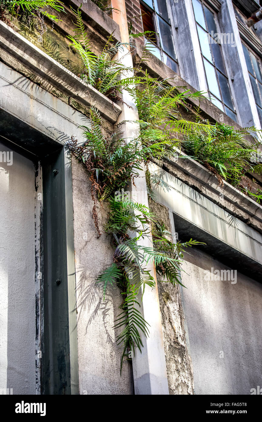 Bâtiment abandonné dans le quartier français de la Nouvelle Orléans, Louisiane, USA Banque D'Images