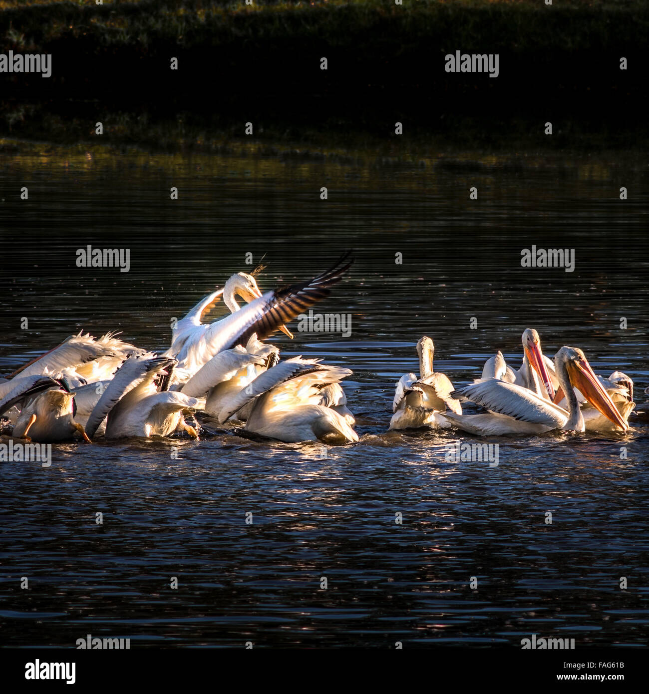 12-19-2015 TX du Sud ces pélicans blancs se nourrissent dans un étang. Il doit y avoir eu 20 à 30 oiseaux. Banque D'Images