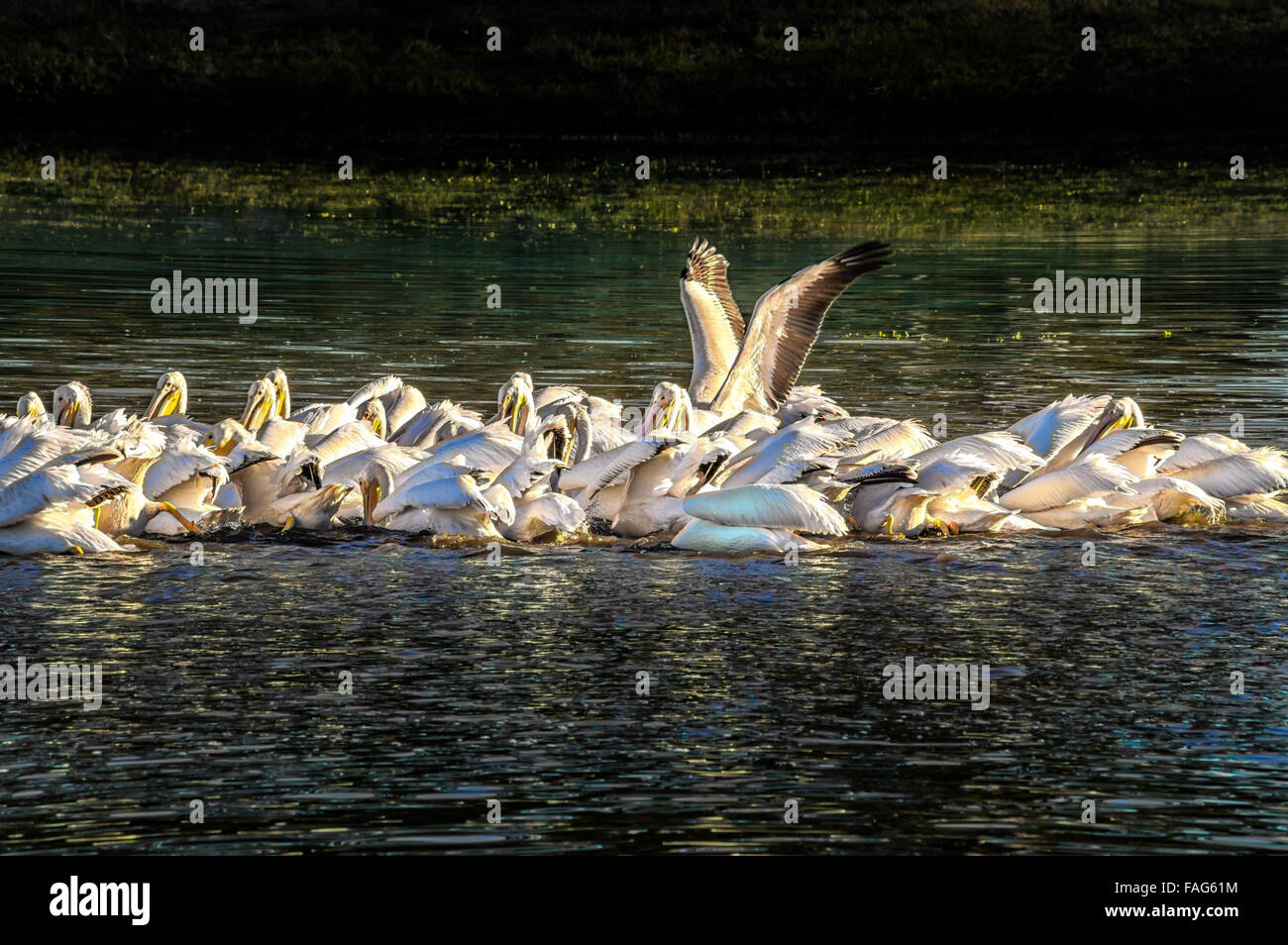 Pélicans blancs se nourrissant dans un étang. Il doit y avoir de 20 à 30 oiseaux. Banque D'Images