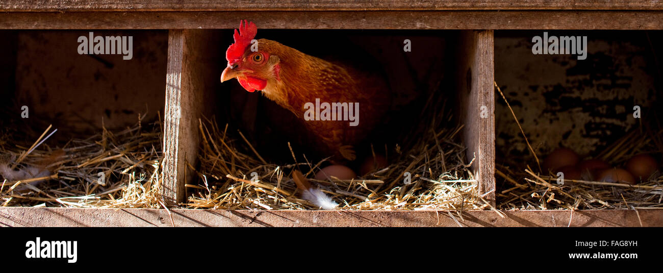 Free Range hen se percher dans un coup de poulet. Banque D'Images
