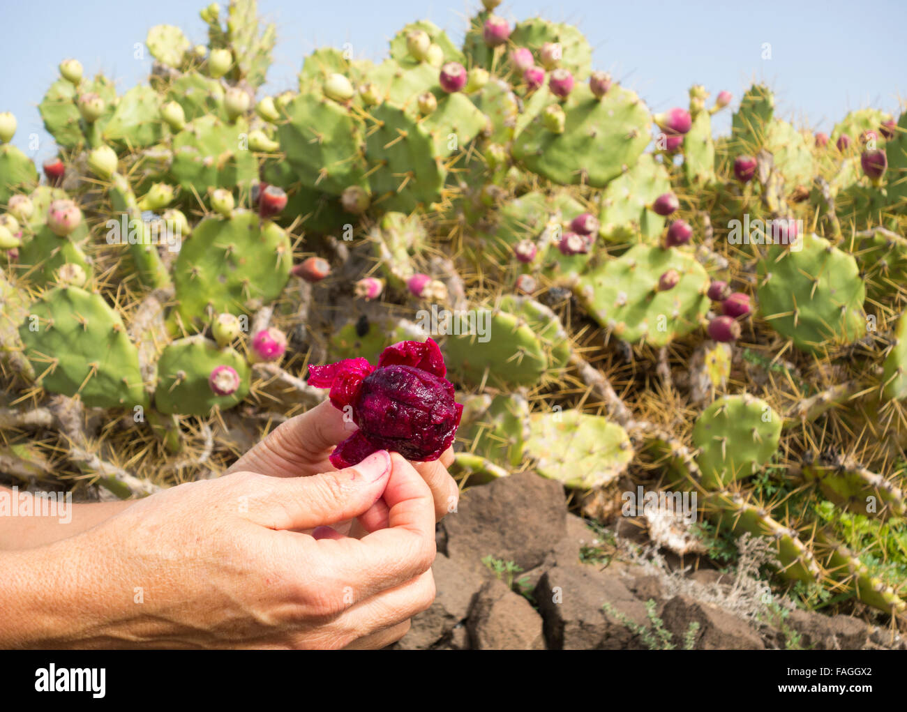 Spanish Woman picking, peeling et manger des fruits de cactus à figues sur Gran Canaria, Îles Canaries, Espagne. Banque D'Images