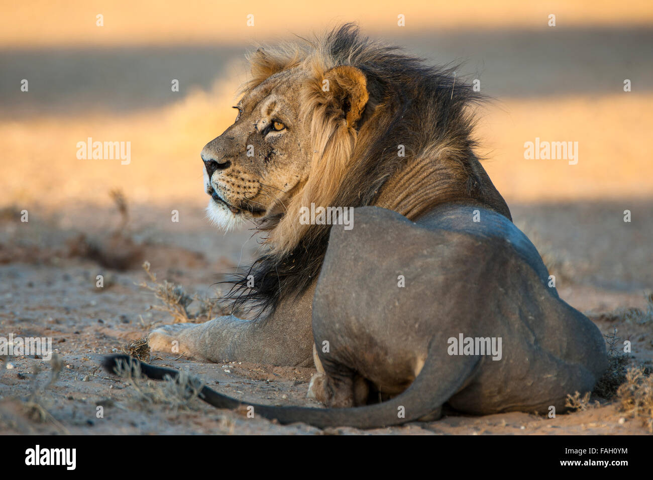 Lion (Panthera leo), Kgalagadi Transfrontier Park, dans le Nord de la Province du Cap, Afrique du Sud Banque D'Images