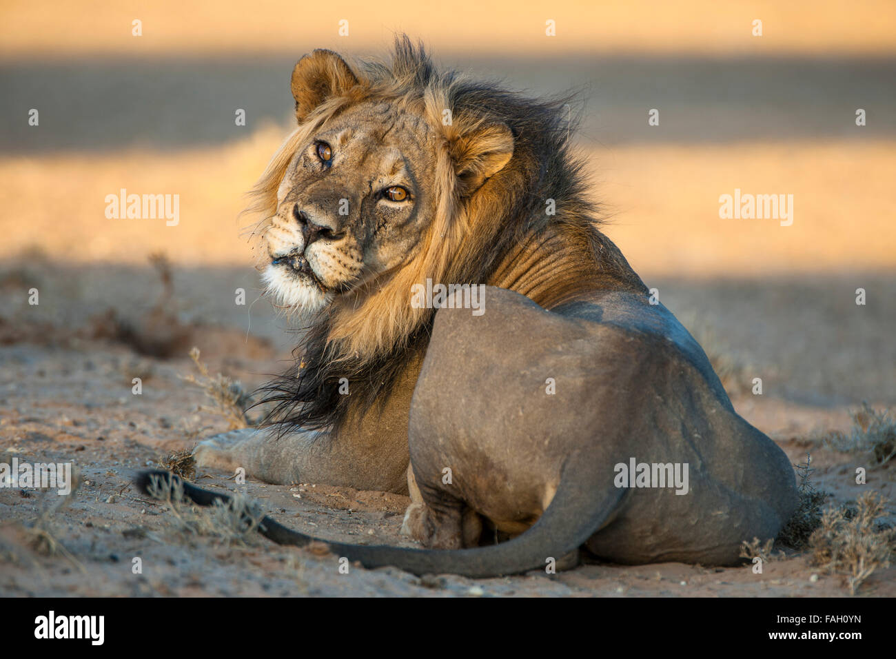 Lion (Panthera leo), Kgalagadi Transfrontier Park, dans le Nord de la Province du Cap, Afrique du Sud Banque D'Images