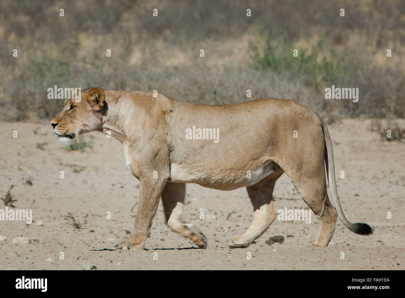 Lioness (Panthera leo) marche, Kgalagadi Transfrontier Park, dans le Nord de la Province du Cap, Afrique du Sud Banque D'Images
