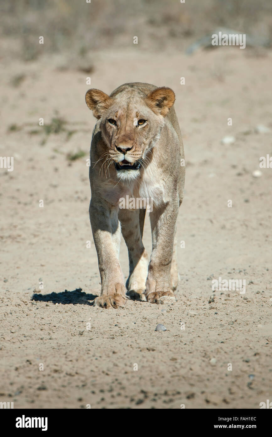 Lioness (Panthera leo) marche, Kgalagadi Transfrontier Park, dans le Nord de la Province du Cap, Afrique du Sud Banque D'Images