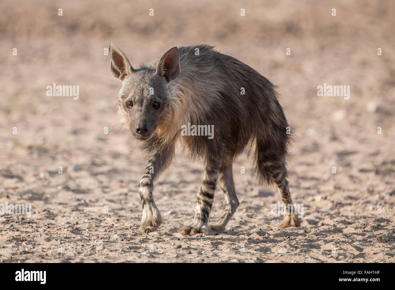 Hyène brune (Hyaena brunnea) tourne, Kgalagadi Transfrontier Park, Northern Cape, Afrique du Sud Banque D'Images