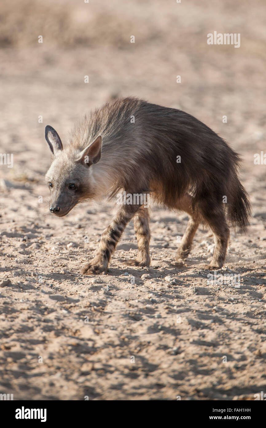 Hyène brune (Hyaena brunnea), Kgalagadi Transfrontier Park, Northern Cape, Afrique du Sud Banque D'Images