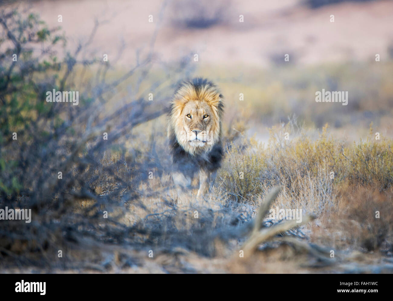 Lion (Panthera leo), homme, Kgalagadi Transfrontier Park, Northern Cape, Afrique du Sud Banque D'Images