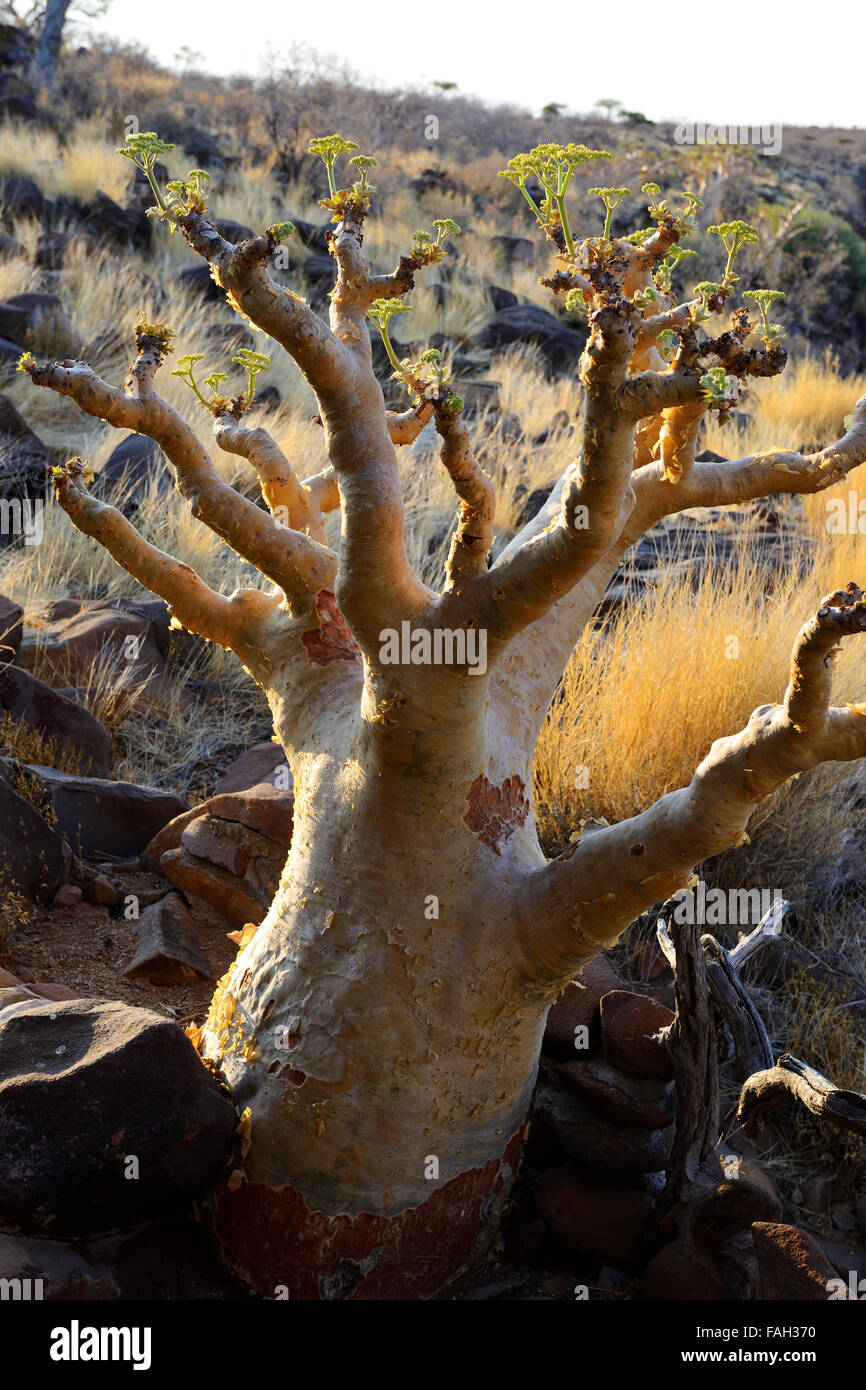 Au Quiver Tree Grootberg Lodge sur plateau Grootberg, région de Kunene, Namibie Banque D'Images