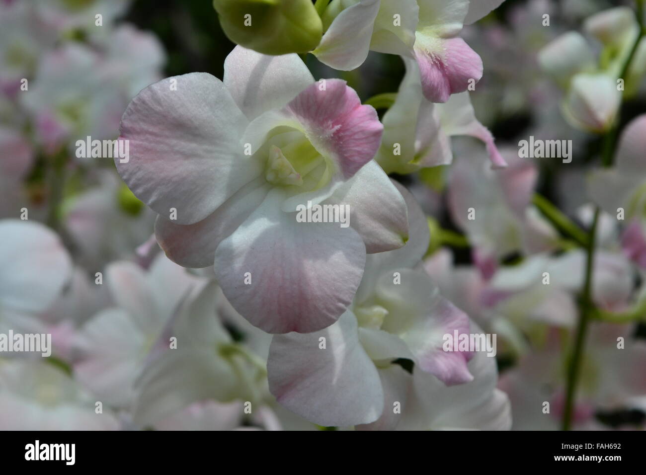 Orchidées rose blanc sur les branches Banque D'Images