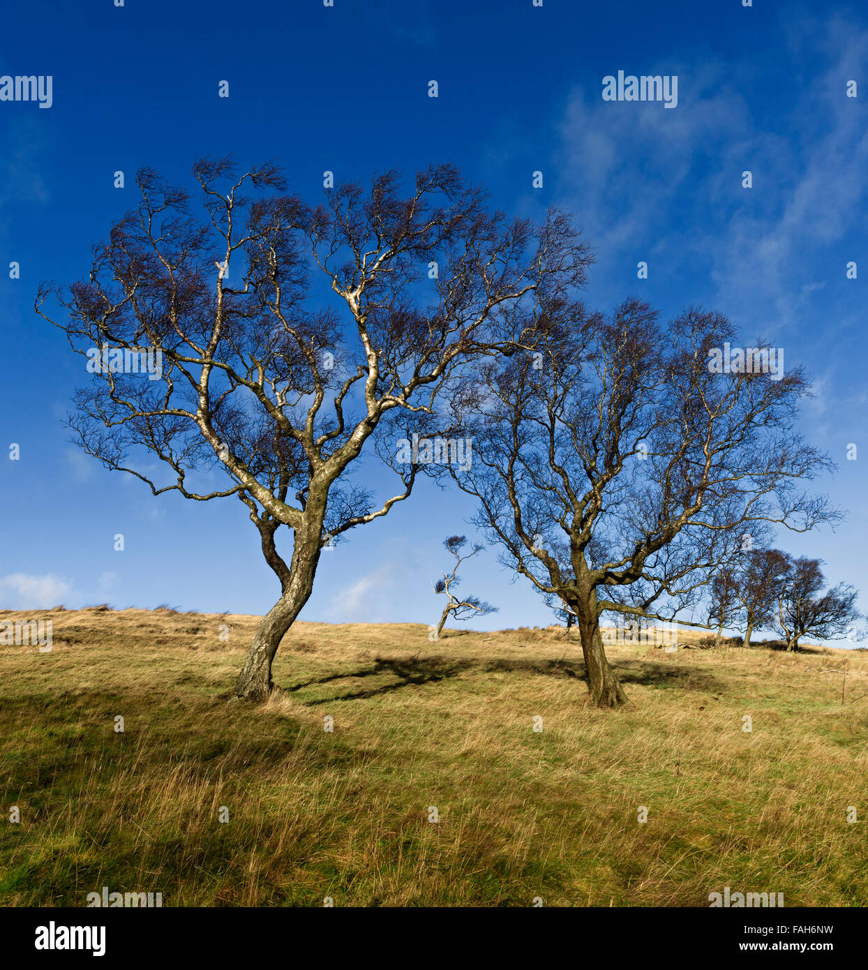 Arbres Banque D'Images