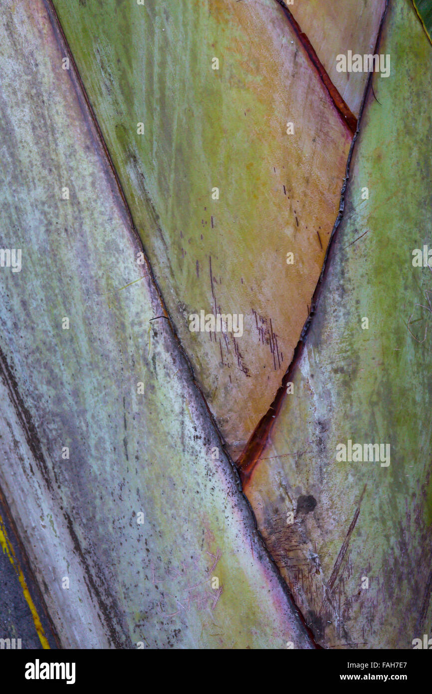 Close-up de motif dans arbre tropical prises dans des jardins en contrebas de St Petersburg en Floride Banque D'Images