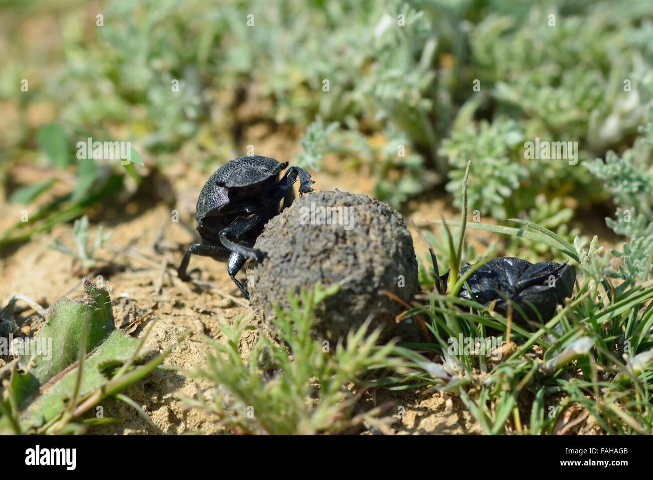 Les bousiers rouler une boule de bouse en Azerbaïdjan. Un bousier déplace une boule pour un terrier après avoir battu un concurrent Banque D'Images