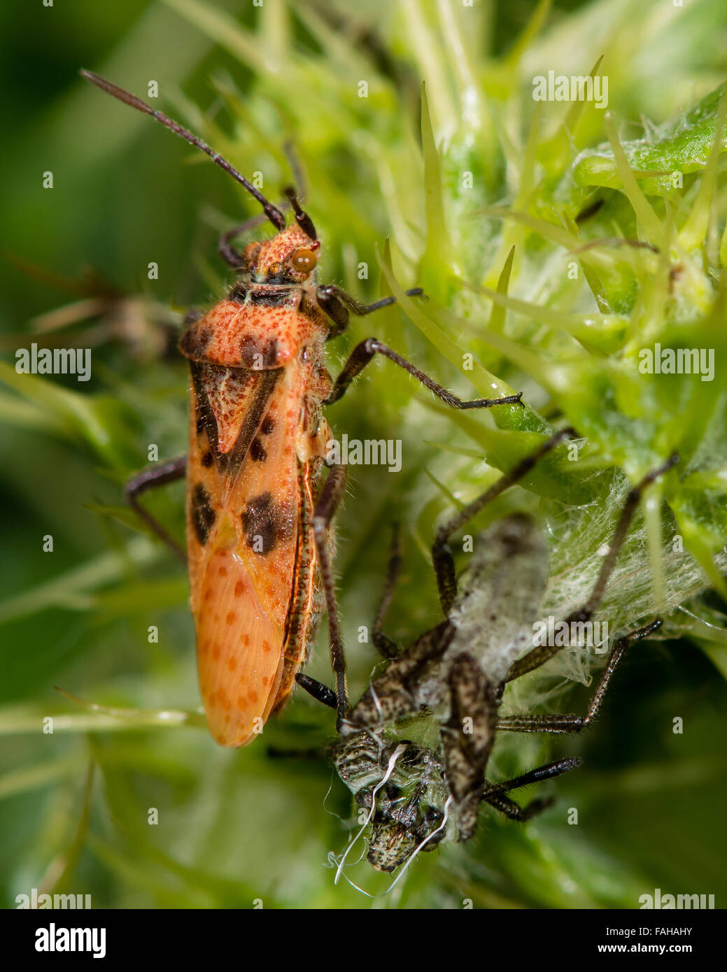 Corizus hyoscyami fraîchement mués bug bug suivant pour exuvium Banque D'Images