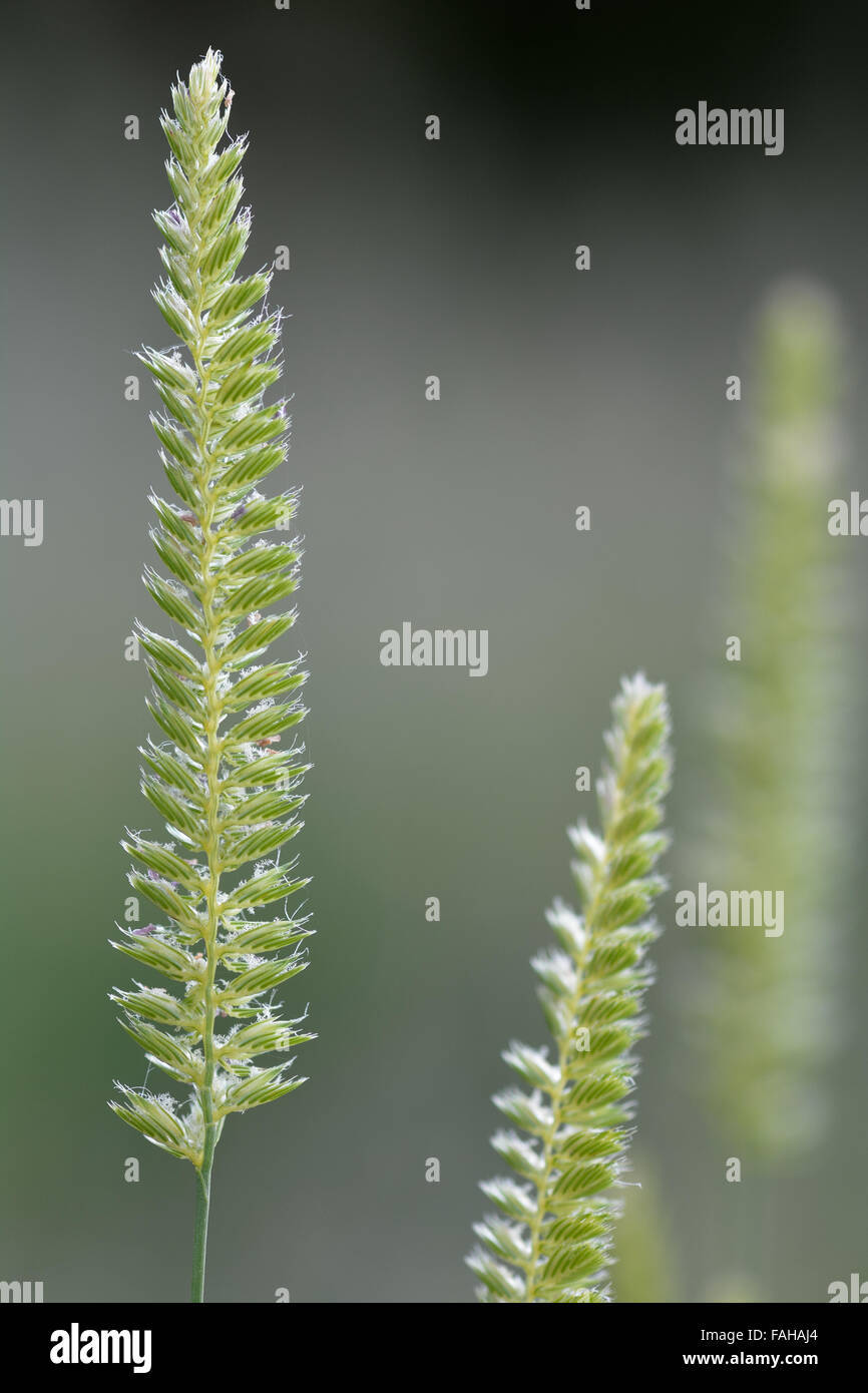 Du chien à crête-tail (Cynosurus cristatus). Une herbe de la famille des Poaceae en fleur dans une prairie britannique Banque D'Images