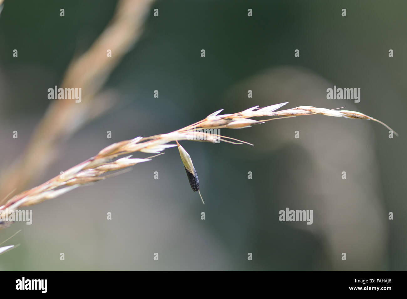 L'ergot (Claviceps purpurea). Un champignon de la famille des Clavicipitaceae la fructification de l'herbe dans le Somerset, Royaume-Uni Banque D'Images L'ergot (Claviceps purpurea). Un champignon de la famille des Clavicipitaceae la fructification de l'herbe dans le Somerset, Royaume-Uni Banque D'Images