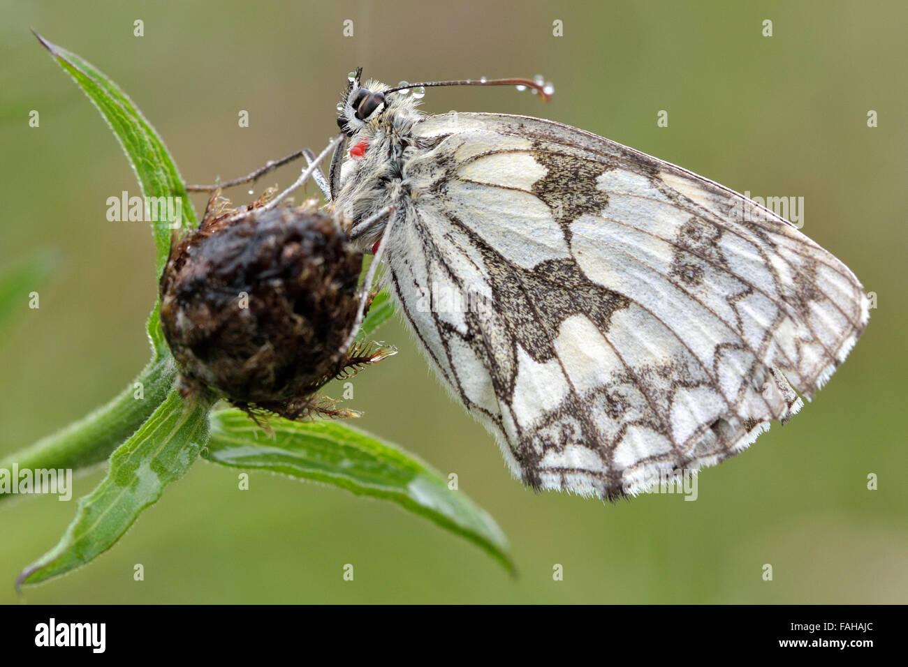 Papillon blanc marbré dans la pluie (Melanargia galathea) avec dessous visible avec l'acarien parasite rouge. Banque D'Images
