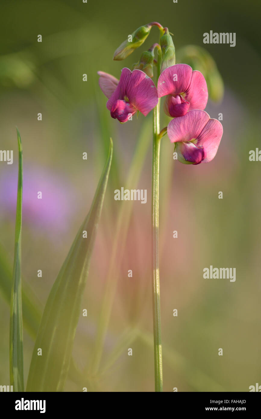 Pois éternelle à feuilles étroites (Lathyrus sylvestris) en fleurs. Une belle rose plante dans le pois (Fabaceae), la floraison de la famille Banque D'Images