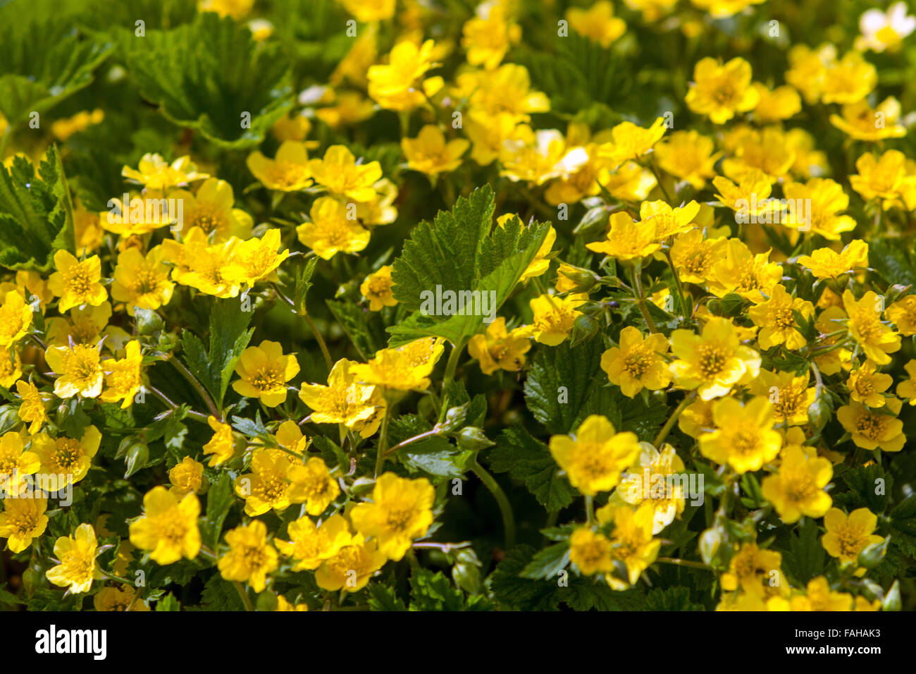 Waldsteinia geoides, floraison jaune Banque D'Images