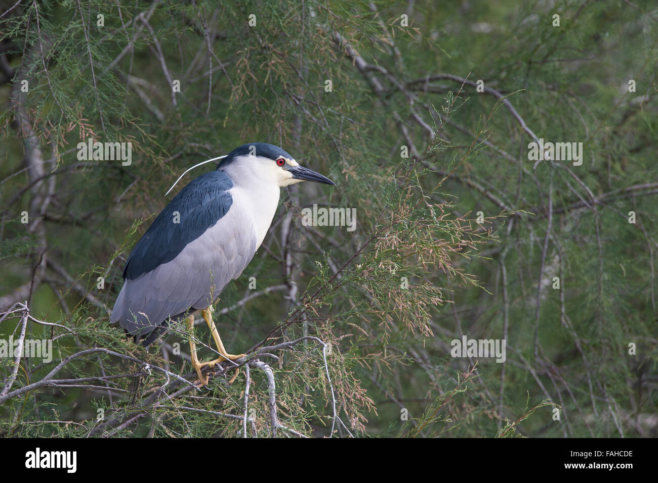 Nuit, héron bihoreau gris Nachtreiher, Nacht-Reiher, Reiher, Nycticorax nycticorax, Bihoreau gris, héron bihoreau Banque D'Images