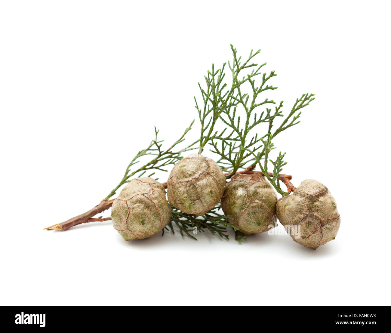 Petite branche de cyprès avec cônes verts isolated on white Banque D'Images