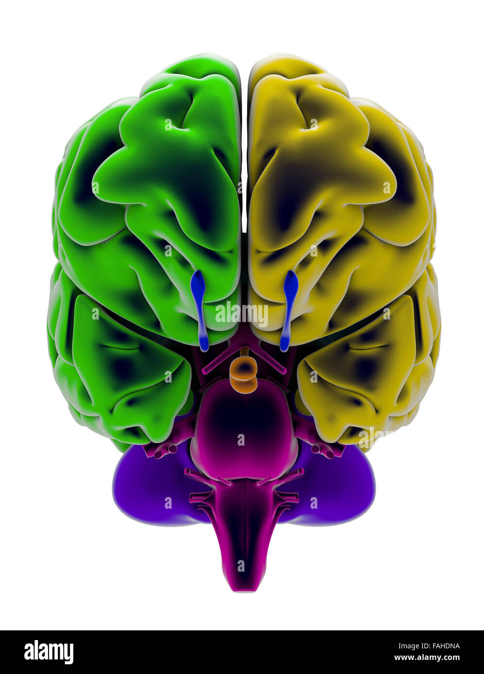 Cerveau, section, division, pièces de découpe, d'anatomie Banque D'Images