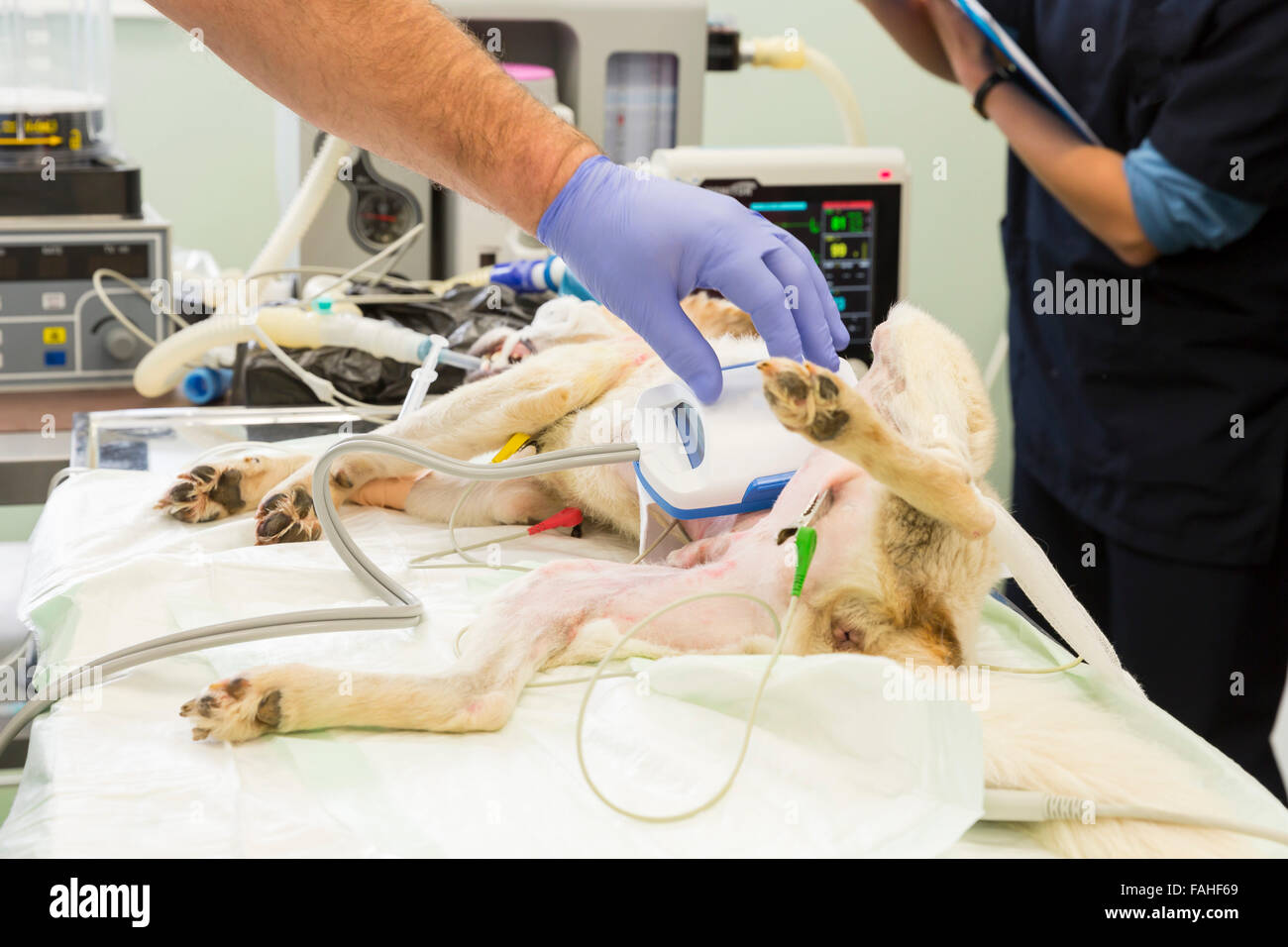 Un chien est exploité dans une clinique vétérinaire. La chirurgie est peau-greffage après que le chien a été blessé dans un combat de chiens. Banque D'Images Un chien est exploité dans une clinique vétérinaire. La chirurgie est peau-greffage après que le chien a été blessé dans un combat de chiens. Banque D'Images