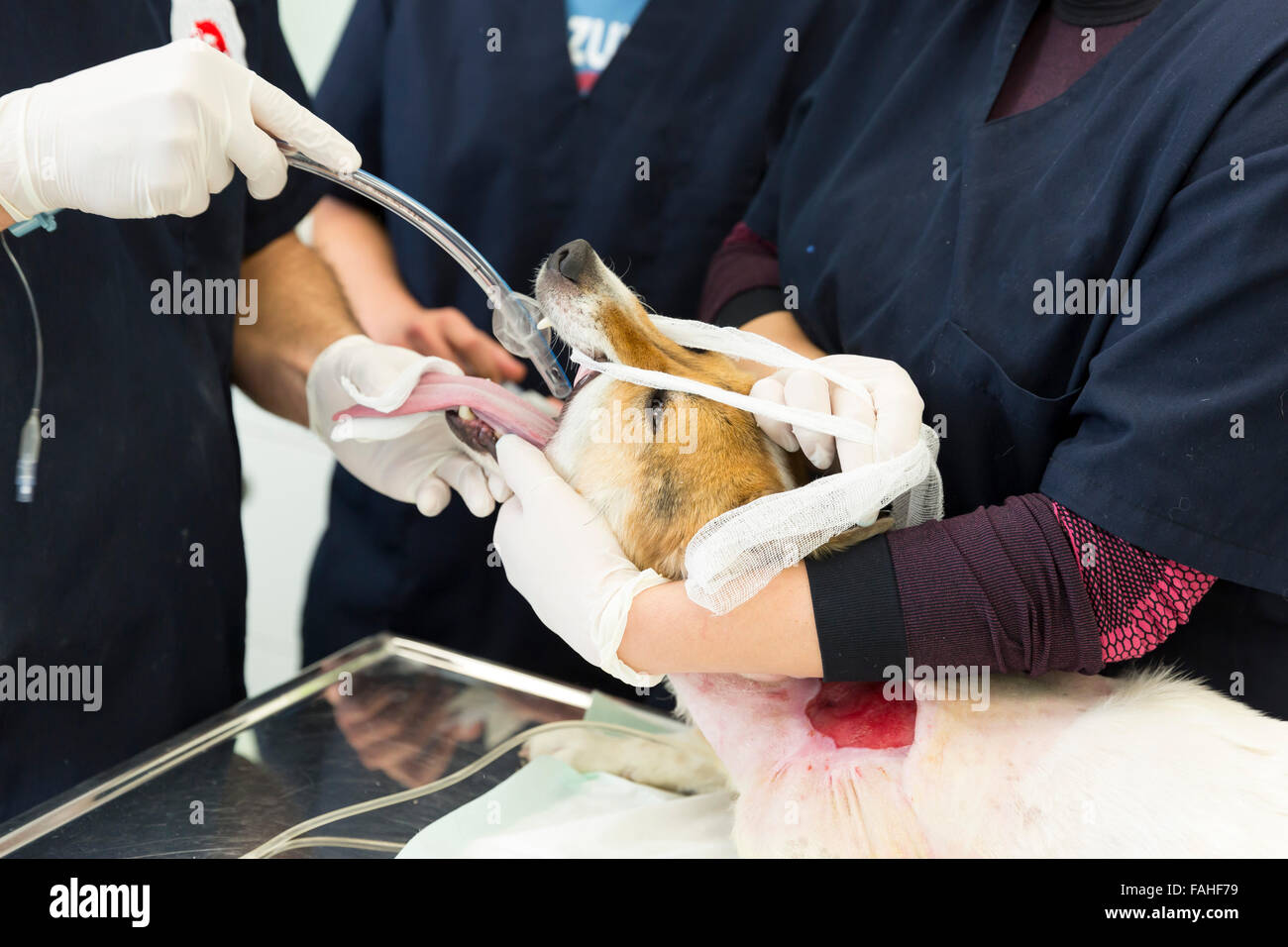 Un chien est exploité dans une clinique vétérinaire. La chirurgie est peau-greffage après que le chien a été blessé dans un combat de chiens. Banque D'Images