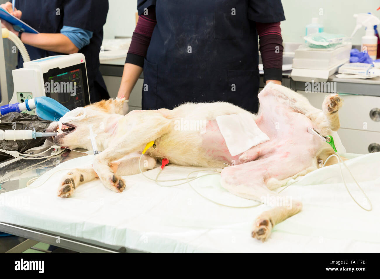 Un chien est exploité dans une clinique vétérinaire. La chirurgie est peau-greffage après que le chien a été blessé dans un combat de chiens. Banque D'Images