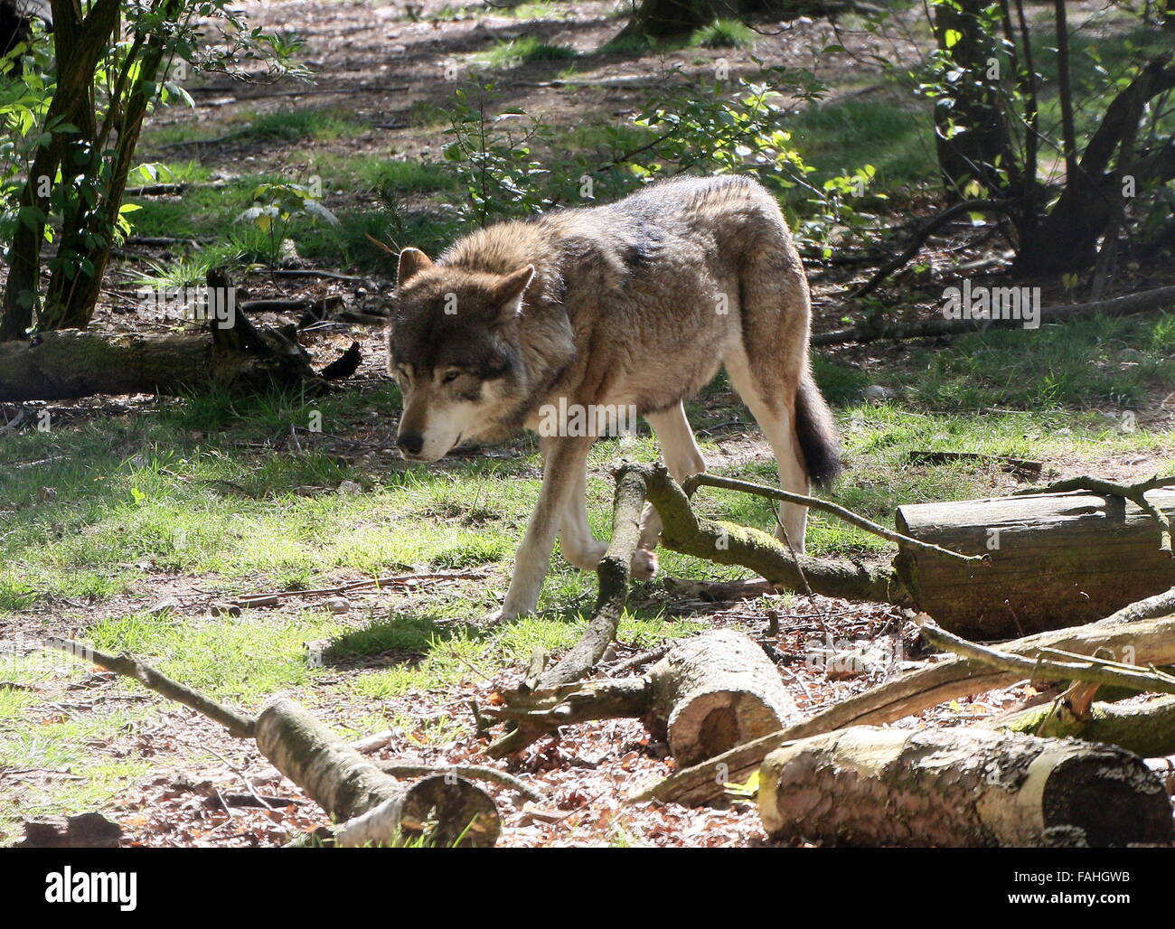 Le loup gris d'Europe (Canis lupus) marcher dans une clairière Banque D'Images