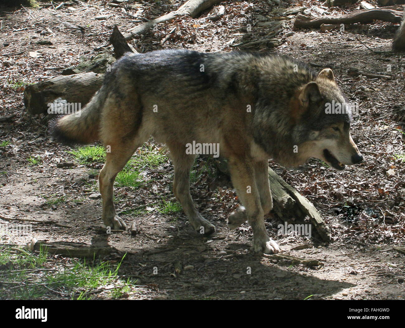 Le loup gris d'Europe (Canis lupus) par pied de près Banque D'Images