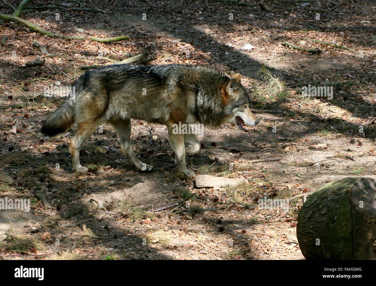 Le loup gris d'Europe (Canis lupus) dans la forêt Banque D'Images