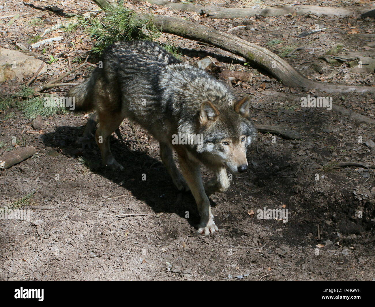 Le loup gris d'Europe (Canis lupus) Banque D'Images