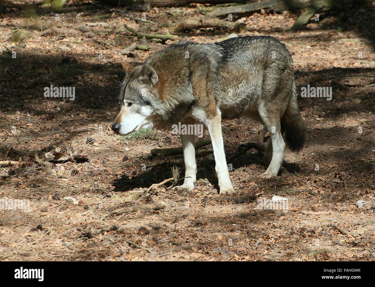 Le loup gris d'Europe (Canis lupus) Banque D'Images