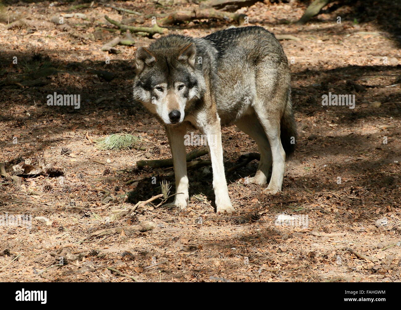 Méfier'Loup gris (Canis lupus) dans une clairière dans la forêt Banque D'Images