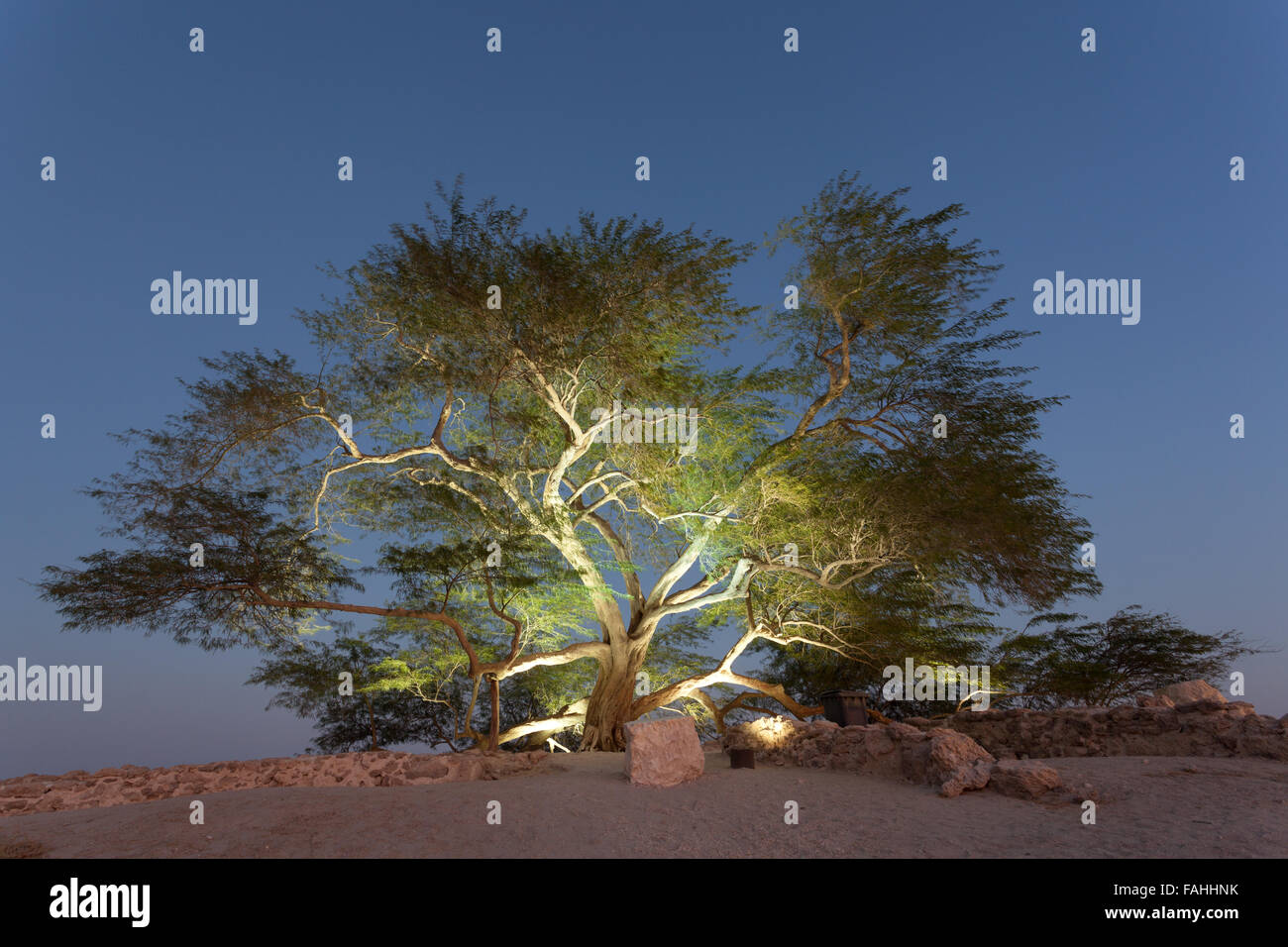 Arbre de Vie, Bahreïn Banque D'Images