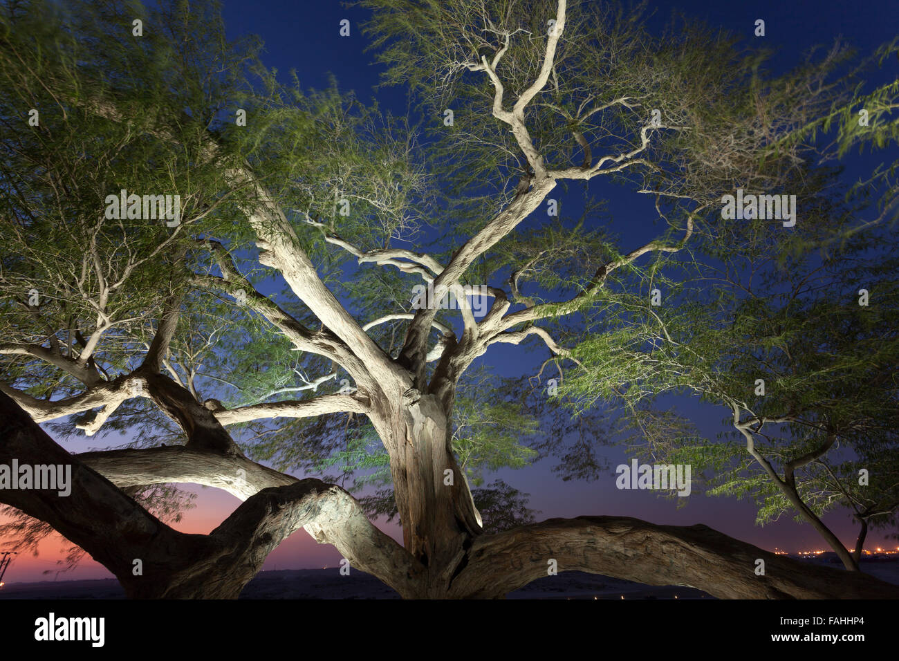 Arbre de Vie, Bahreïn Banque D'Images