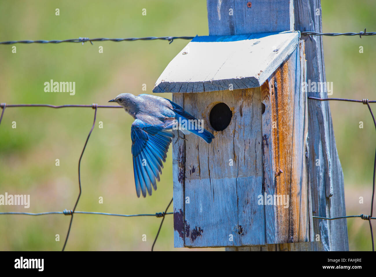 Les oiseaux, Mountain Blue Bird flying off de Blue Bird Box/nid, oiseau d'état de l'Idaho, Oregon, USA Banque D'Images