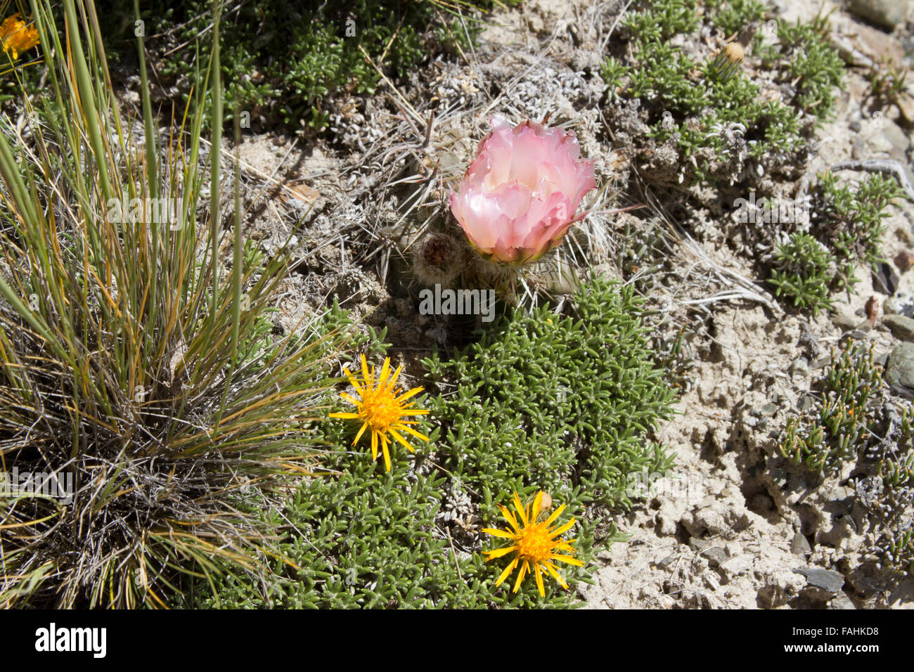 Fleurs roses et jaunes sur les cactus du désert en Argentine au printemps. Banque D'Images
