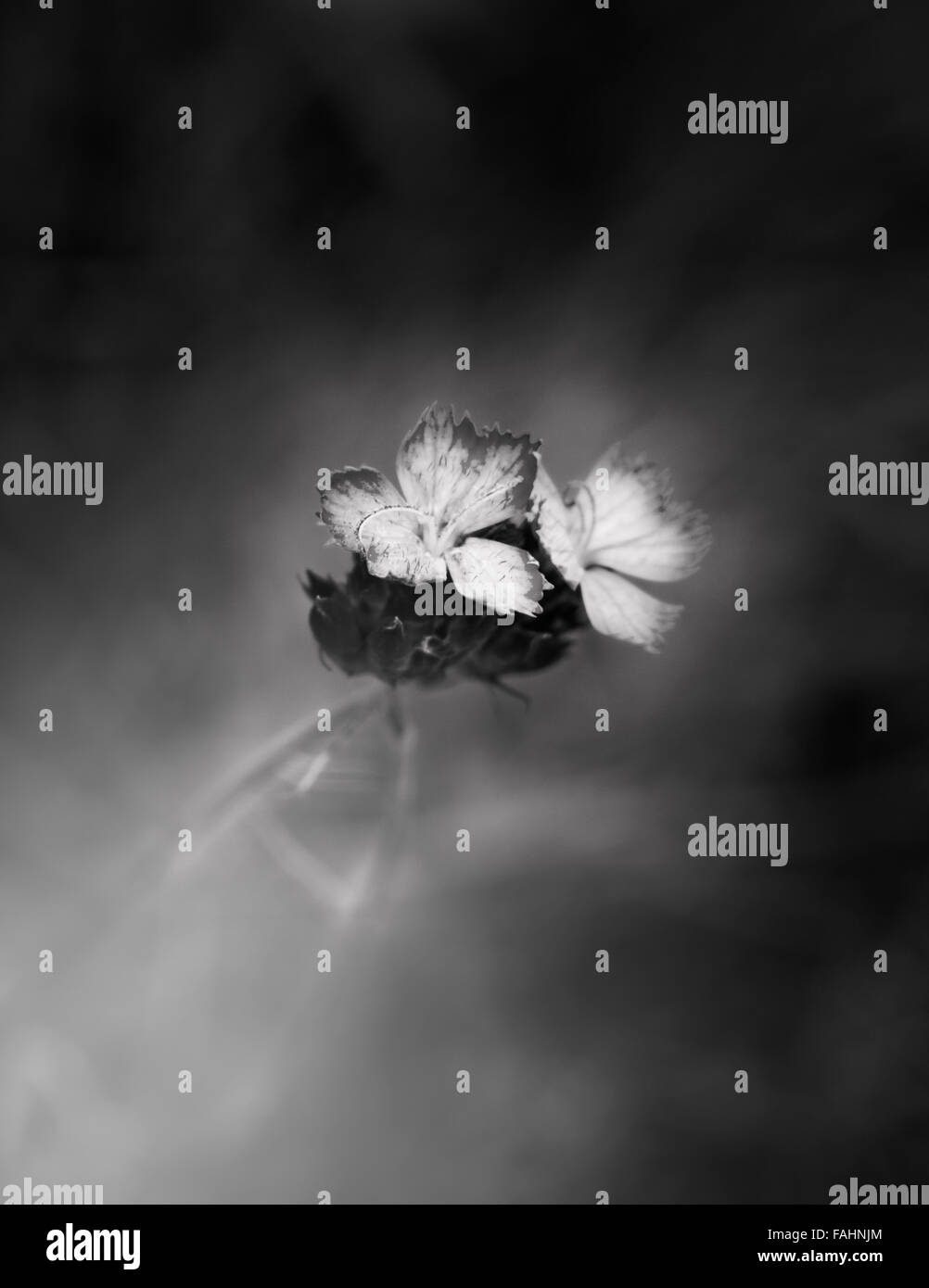 Petite fleur en noir et blanc avec effet de lumière Banque D'Images