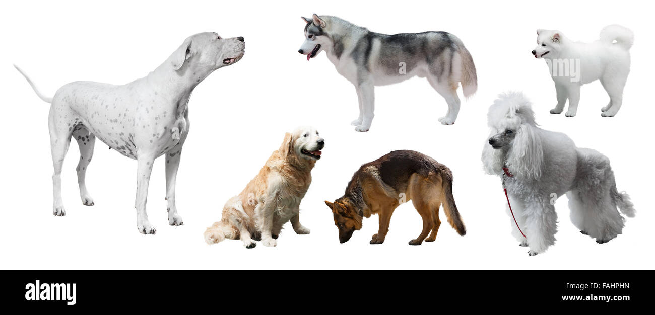 Ensemble de Dogo Argentino et d'autres chiens. Isolé sur fond blanc Banque D'Images