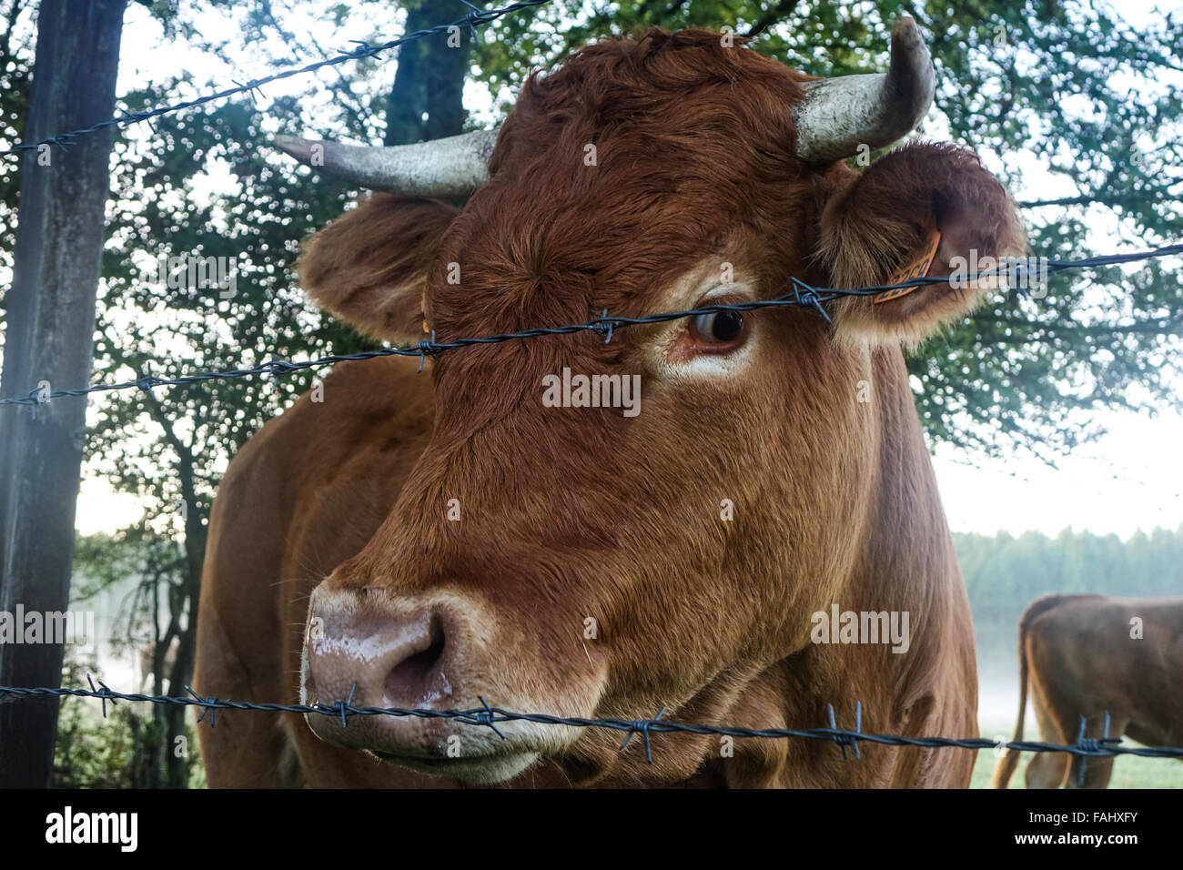 Vache brune avec des cornes à la recherche de derrière une barrière de barbelé Banque D'Images