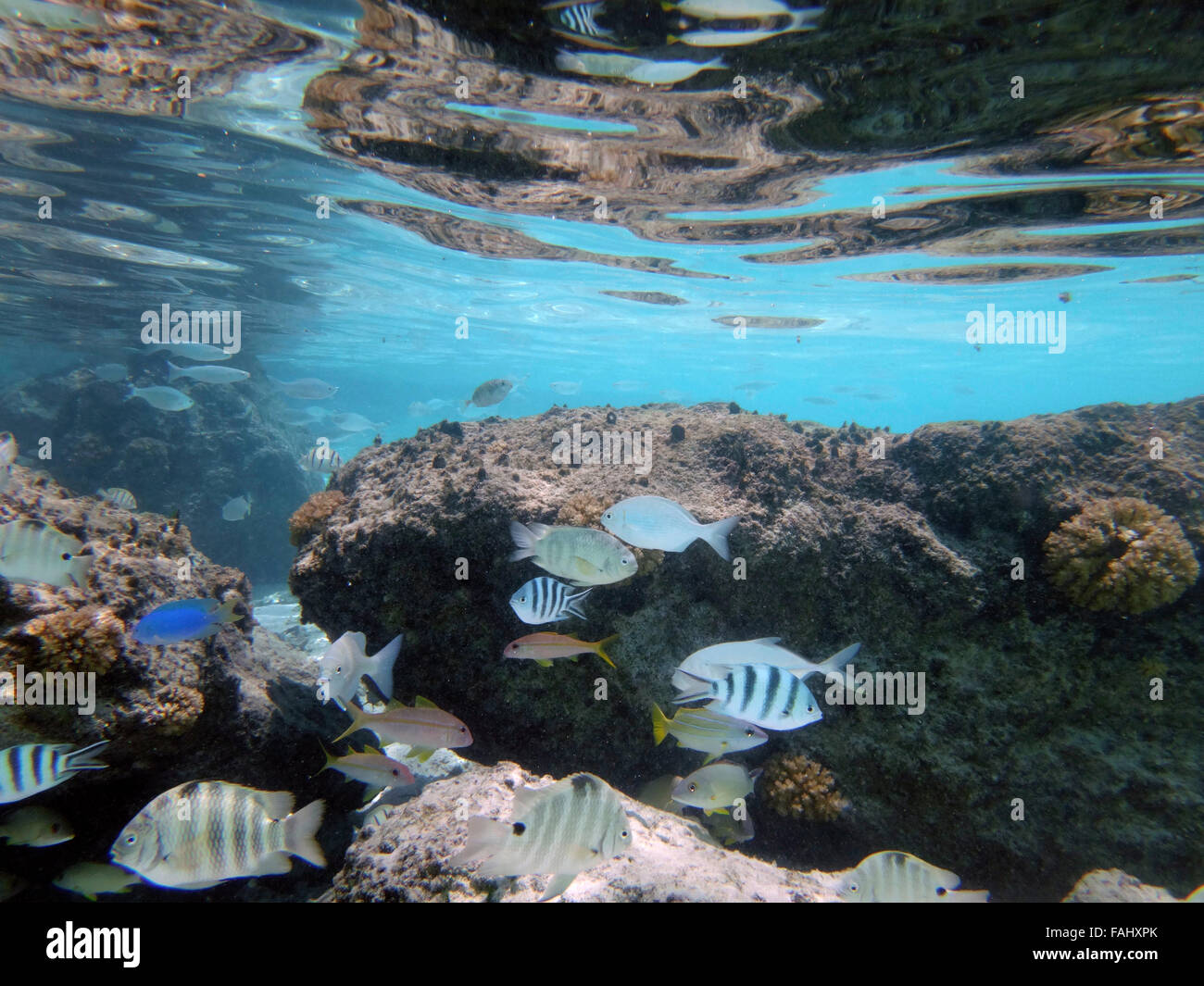 Poissons et cétacés autour des roches à la plage de Matira, Bora Bora. Banque D'Images