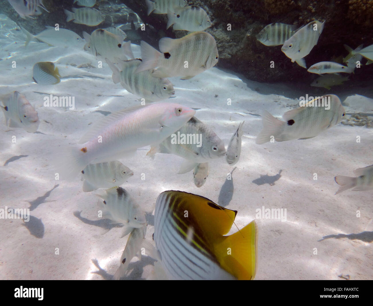 Curieux friendly anges de Bora Bora, Polynésie française. Banque D'Images