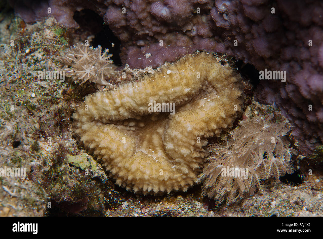 Cactus lobées ou corail corail racine du cerveau, Lobophyllia corymbosa, Mussidae, Charm el-Cheikh, Red Sea, Egypt Banque D'Images